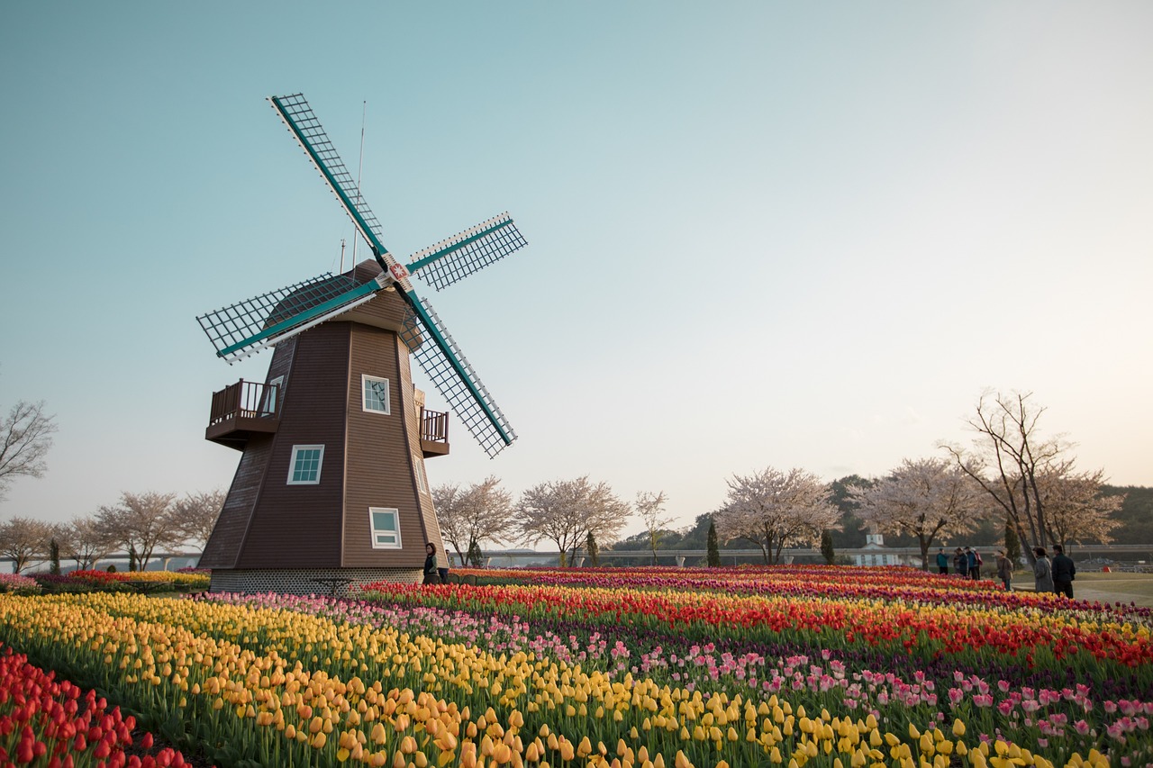 suncheon bay, the dutch garden, windmill-3764478.jpg